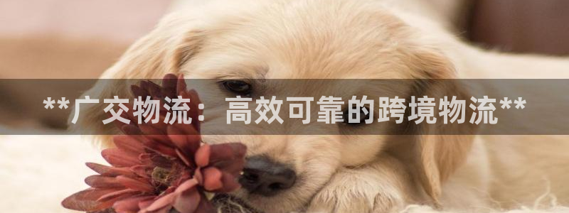 28圈头像：**广交物流：高效可靠的