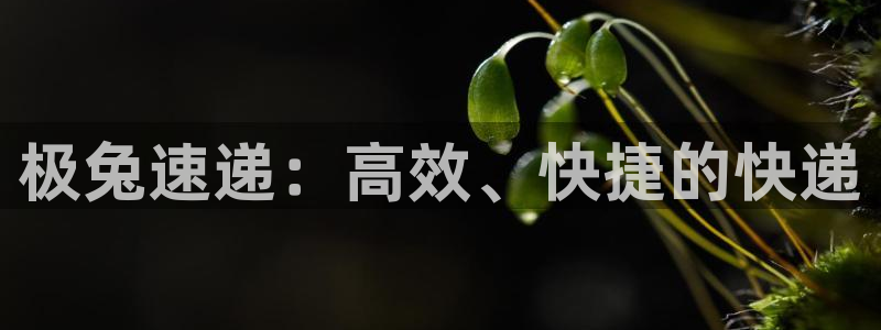 南宫28圈官网版：极兔速递：高效、快